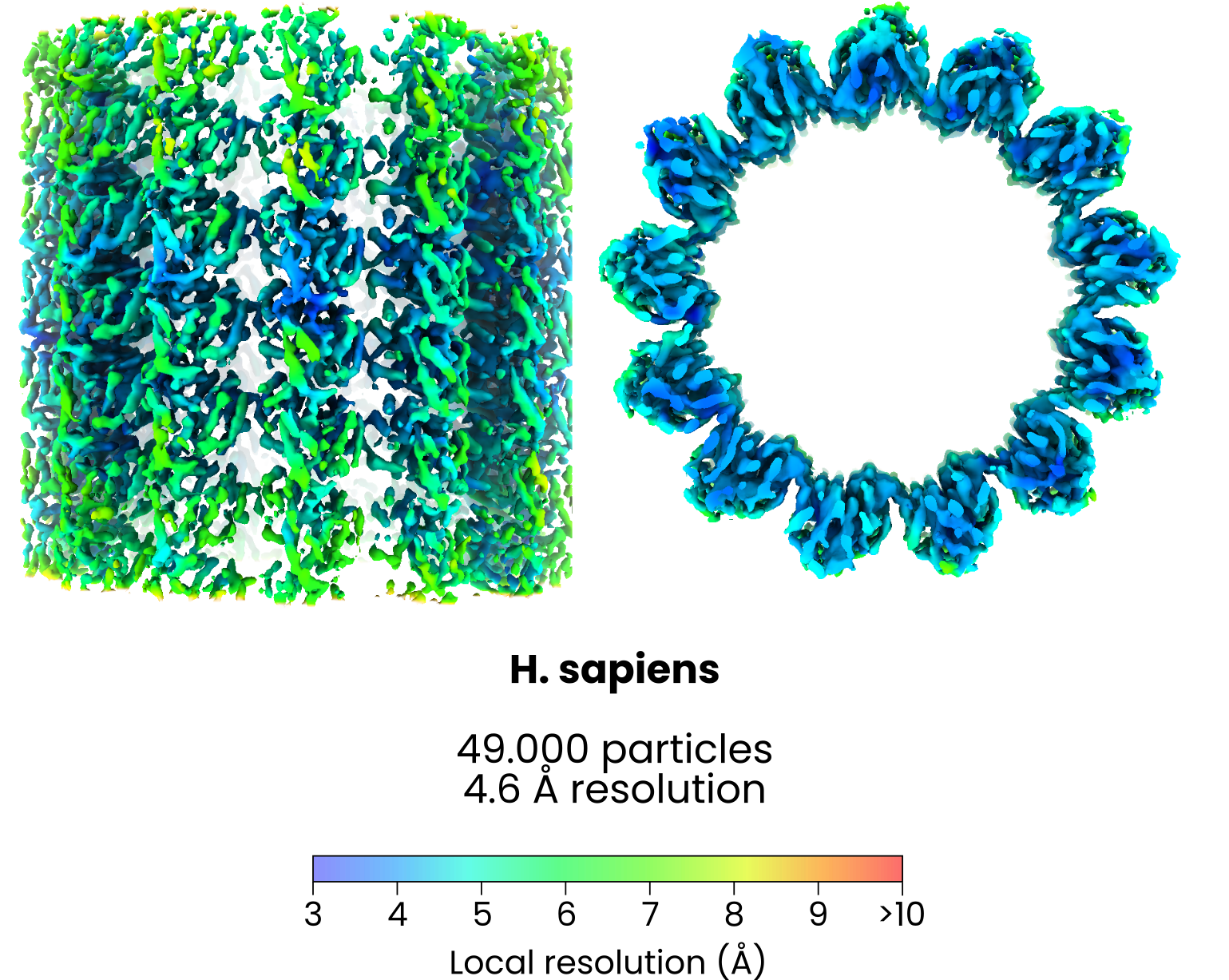 Microtubule average