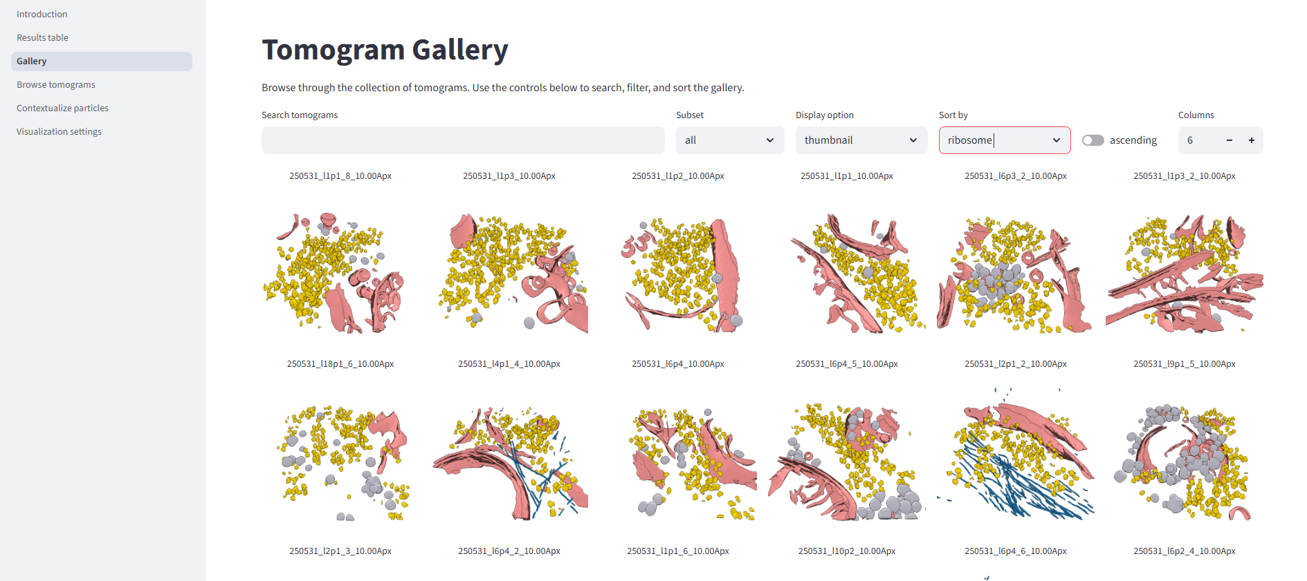 Pom gallery sorted by ribosome content