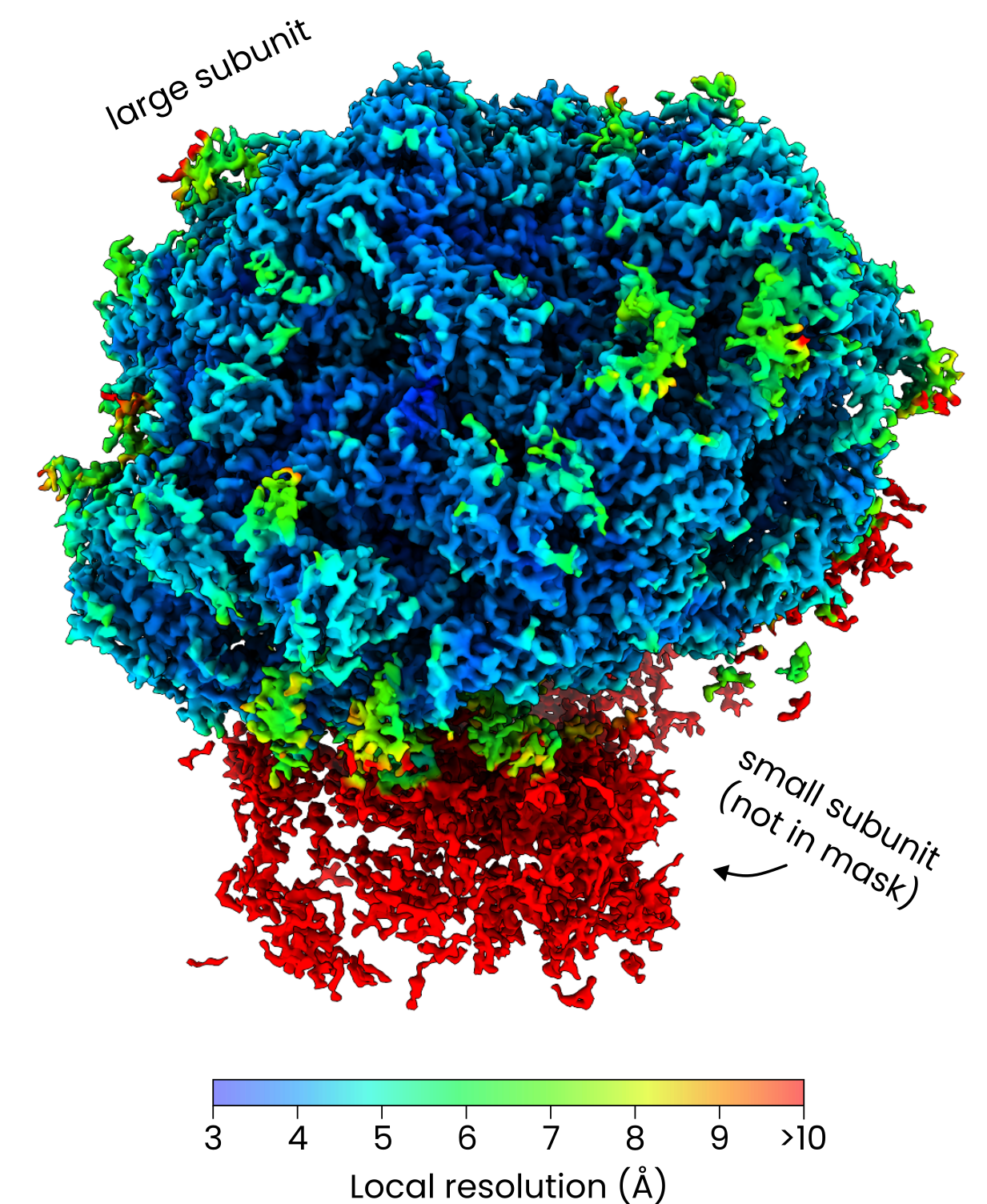 Ribosome averages obtained using easymode-detected particles
