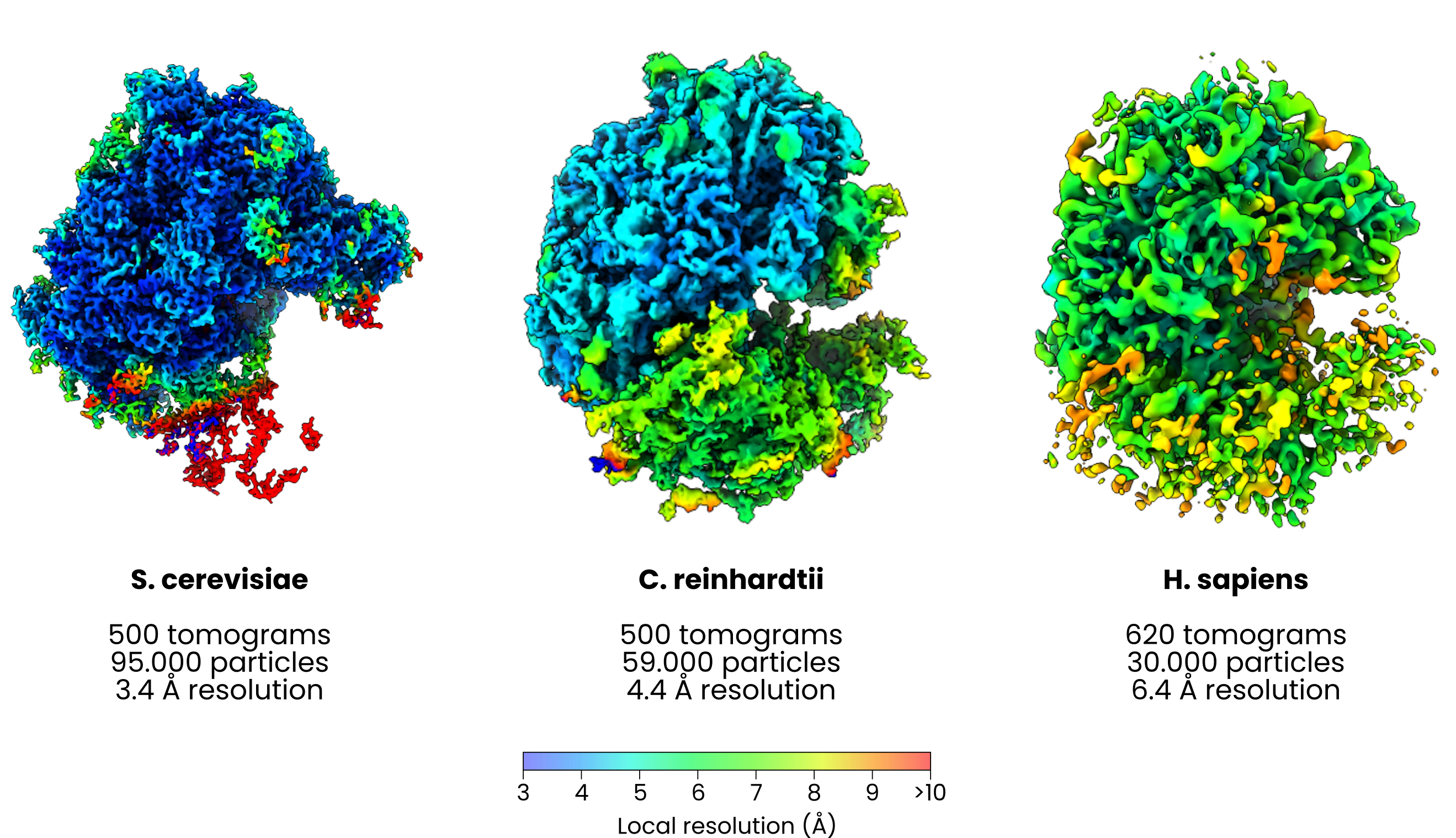 Ribosome subtomogram averages
