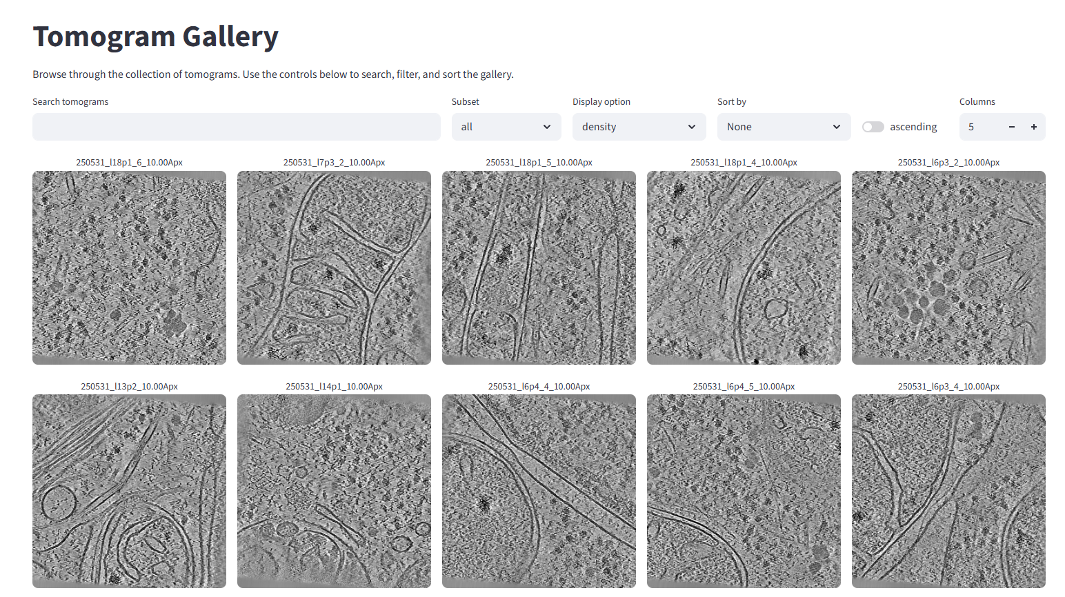Pom gallery on denoised tomograms